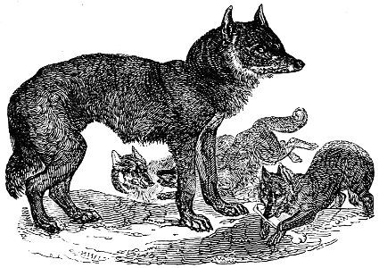 Ill dict infernal p0430 loup