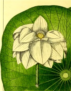 Illustrations of Indian Botany, Vol. 1 (page 70 crop)