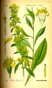 Illustration Solidago virgaurea0