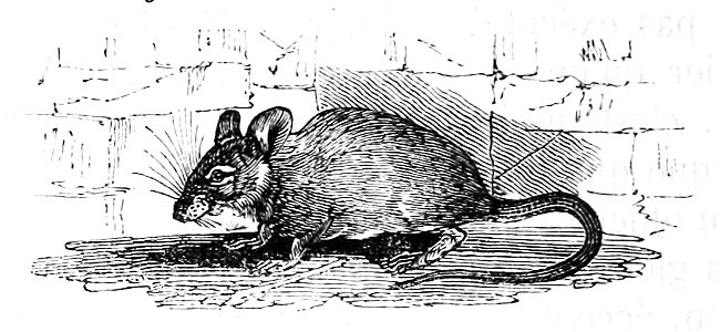 Ill dict infernal p0644 souris