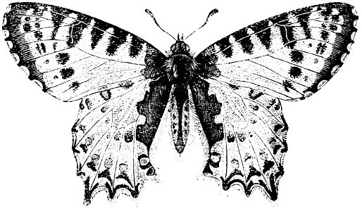 Ill dict infernal p0534 papillon