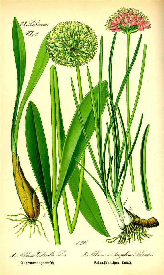 Illustration Allium victorialis and Allium angulosum