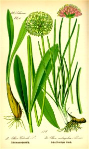Illustration Allium victorialis and Allium angulosum