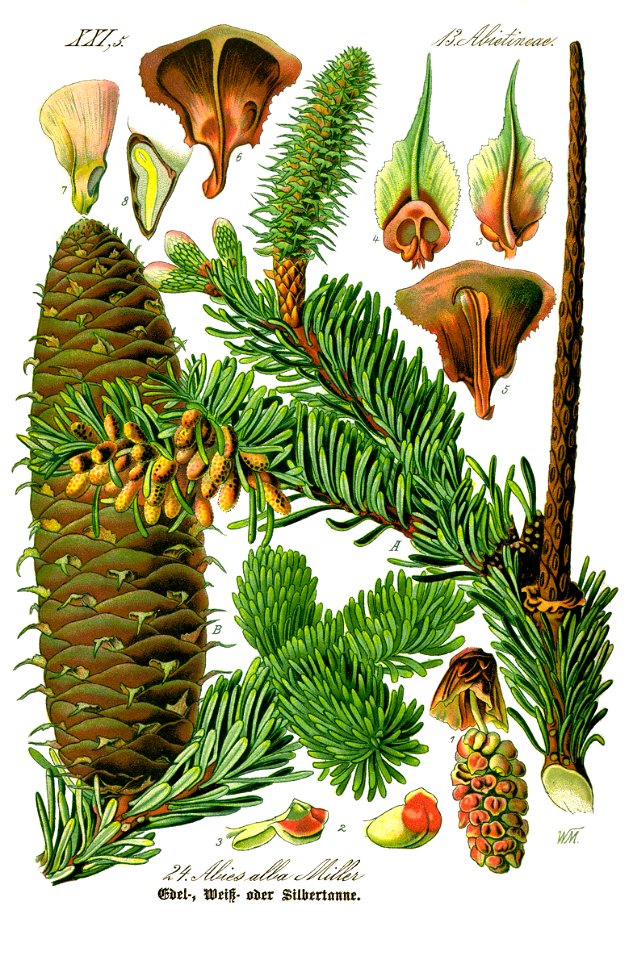 Illustration Abies alba0 clean