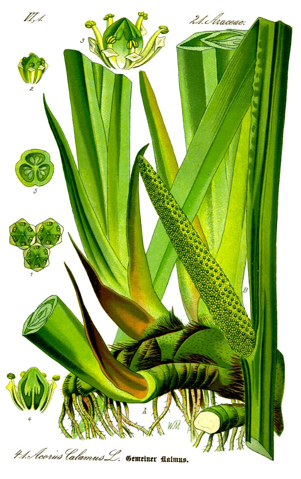 Illustration Acorus calamus0 clean