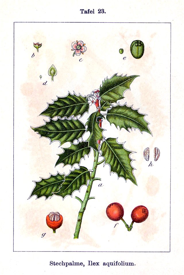 Ilex aquifolium Sturm07023