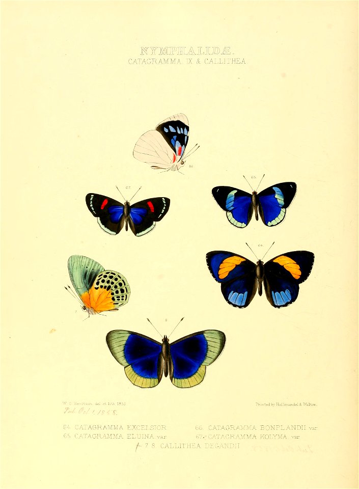 Illustrations of new species of exotic butterflies Catagramma IX ...