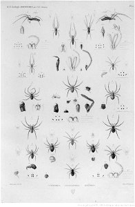 Illustrations de Description de l'Egypte Pl39