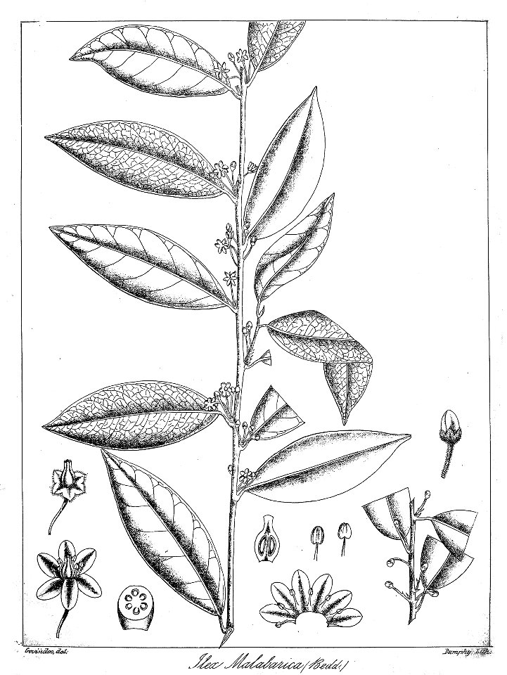 Ilex malabarica Govindoo