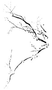 Illustration - Printemps Parfumé - page 97
