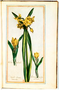 Illustrations de Le Jardin du très chrestien Henry IV.f09
