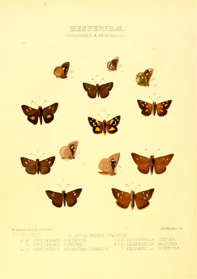 Illustrations of new species of exotic butterflies Cyclopides & Hesperilla