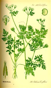 Illustration Anthriscus cerefolium0