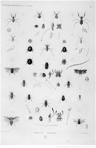Illustrations de Description de l'Egypte Pl49