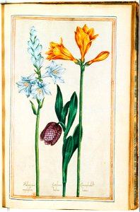 Illustrations de Le Jardin du très chrestien Henry IV.f37