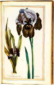 Illustrations de Le Jardin du très chrestien Henry IV.f33