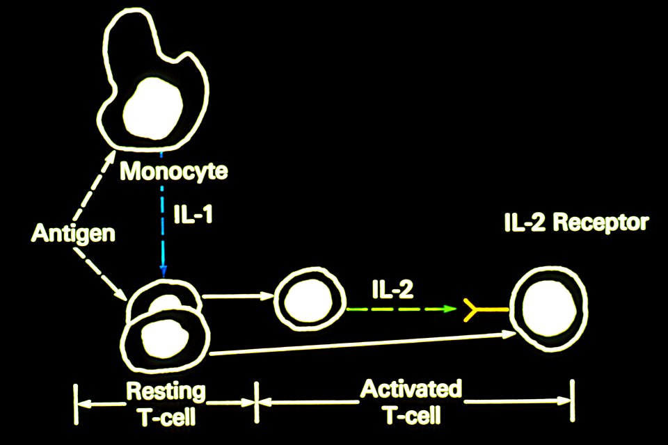 Il-2 illustration