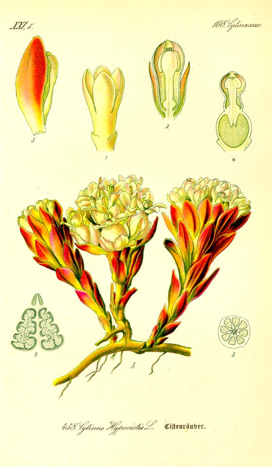 Illustration Cytinus hypocistis0