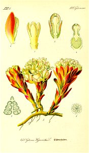 Illustration Cytinus hypocistis0