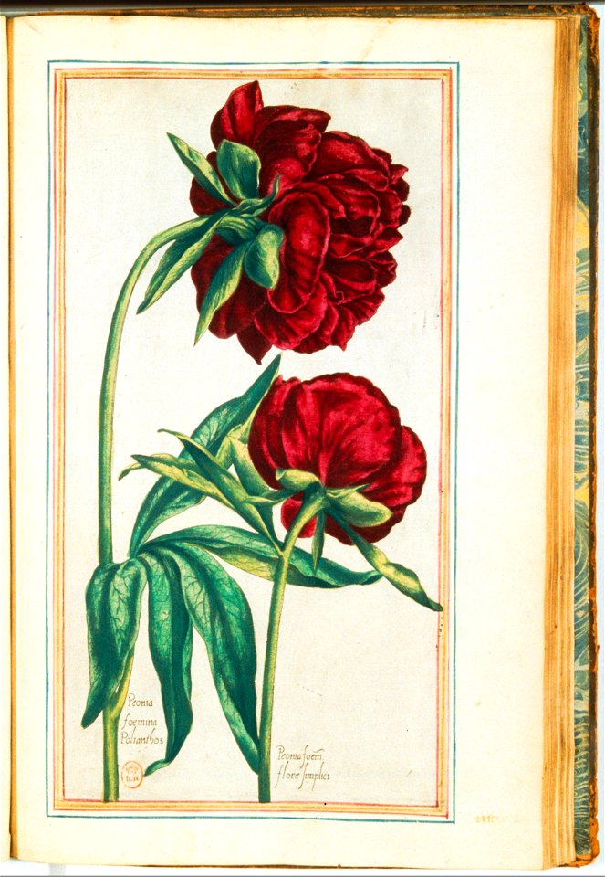 Illustrations de Le Jardin du très chrestien Henry IV.f41