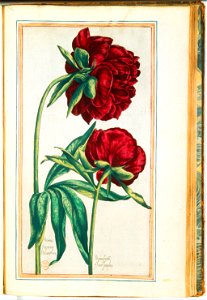 Illustrations de Le Jardin du très chrestien Henry IV.f41