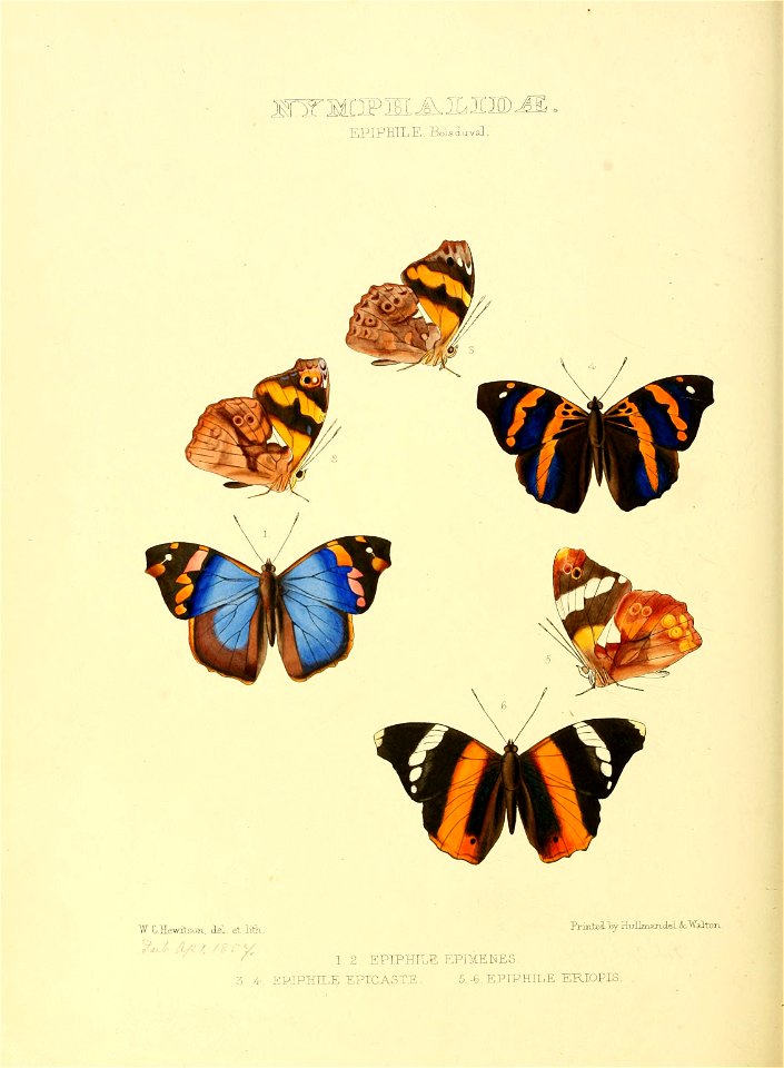 Illustrations of new species of exotic butterflies Epiphile - Free ...