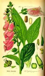 Illustration Digitalis purpurea0