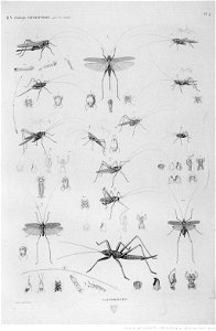 Illustrations de Description de l'Egypte Pl51