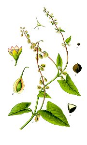 Illustration Fallopia dumetorum1