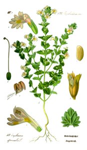 Illustration Euphrasia rostkoviana0 clean