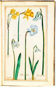 Illustrations de Le Jardin du très chrestien Henry IV.f13