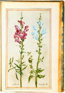 Illustrations de Le Jardin du très chrestien Henry IV.f45