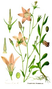 Illustration Campanula patula1