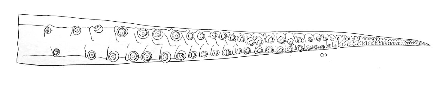 Illex illecebrosus arm