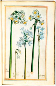 Illustrations de Le Jardin du très chrestien Henry IV.f10