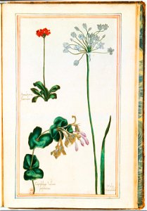 Illustrations de Le Jardin du très chrestien Henry IV.f61