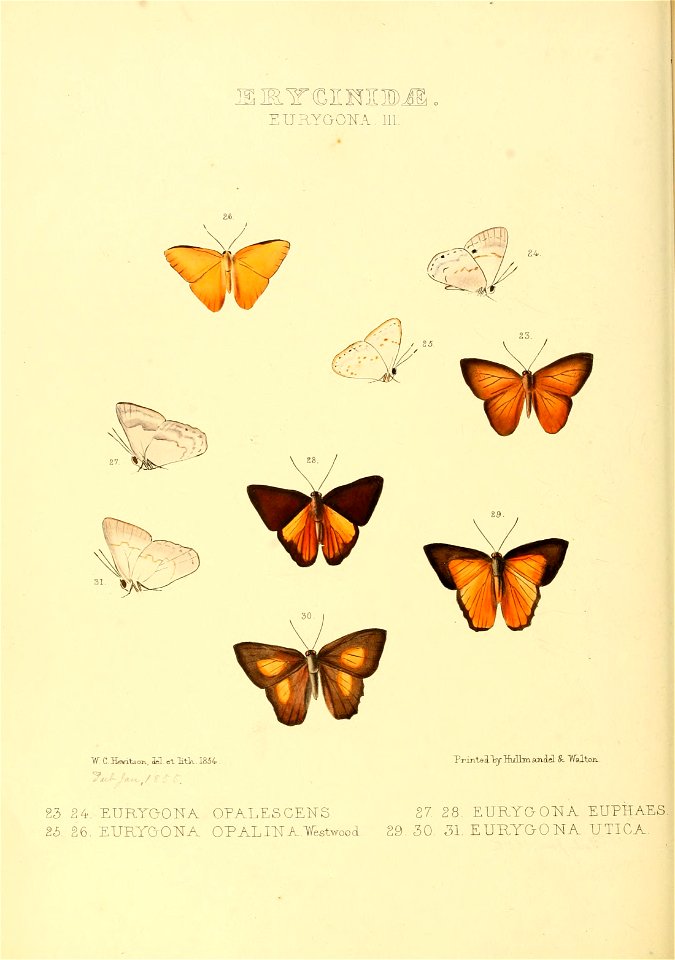 Illustrations of new species of exotic butterflies Eurygona III