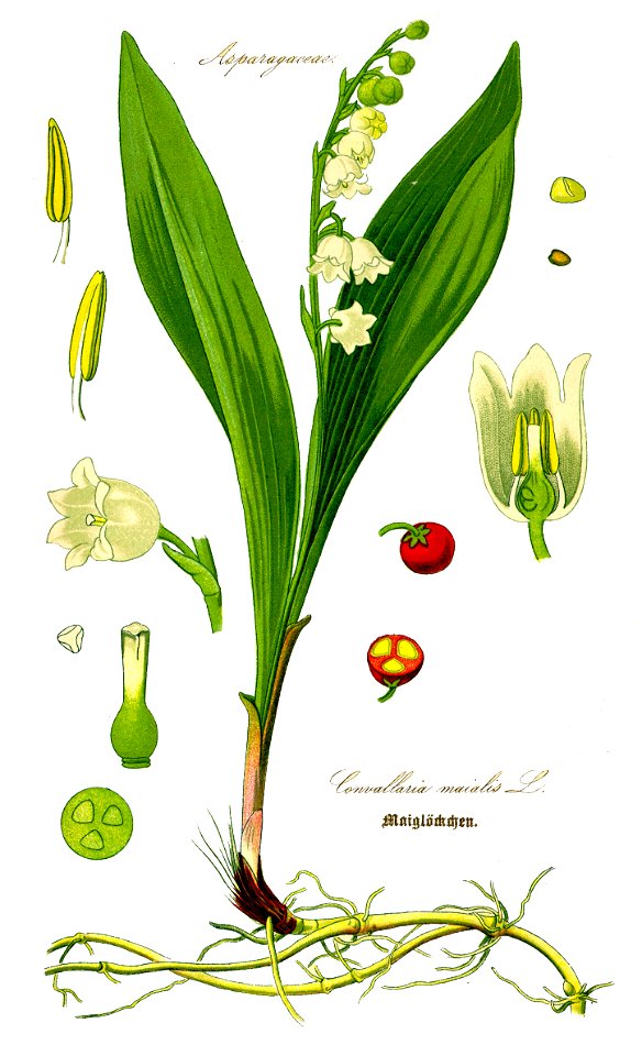 Illustration Convallaria majalis0a