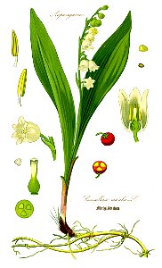 Illustration Convallaria majalis0a