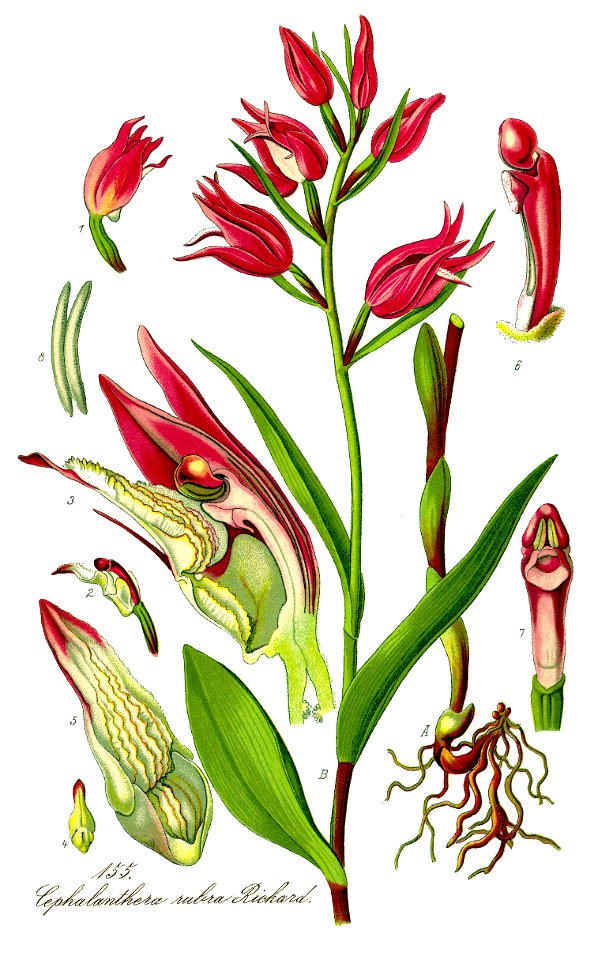 Illustration Cephalanthera rubra1