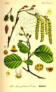 Illustration Alnus glutinosa0