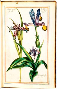 Illustrations de Le Jardin du très chrestien Henry IV.f26
