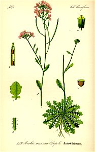 Illustration Cardaminopsis arenosa0