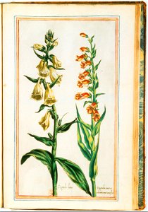 Illustrations de Le Jardin du très chrestien Henry IV.f53