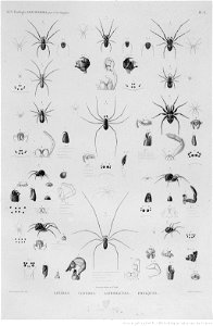 Illustrations de Description de l'Egypte Pl40