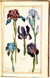 Illustrations de Le Jardin du très chrestien Henry IV.f25