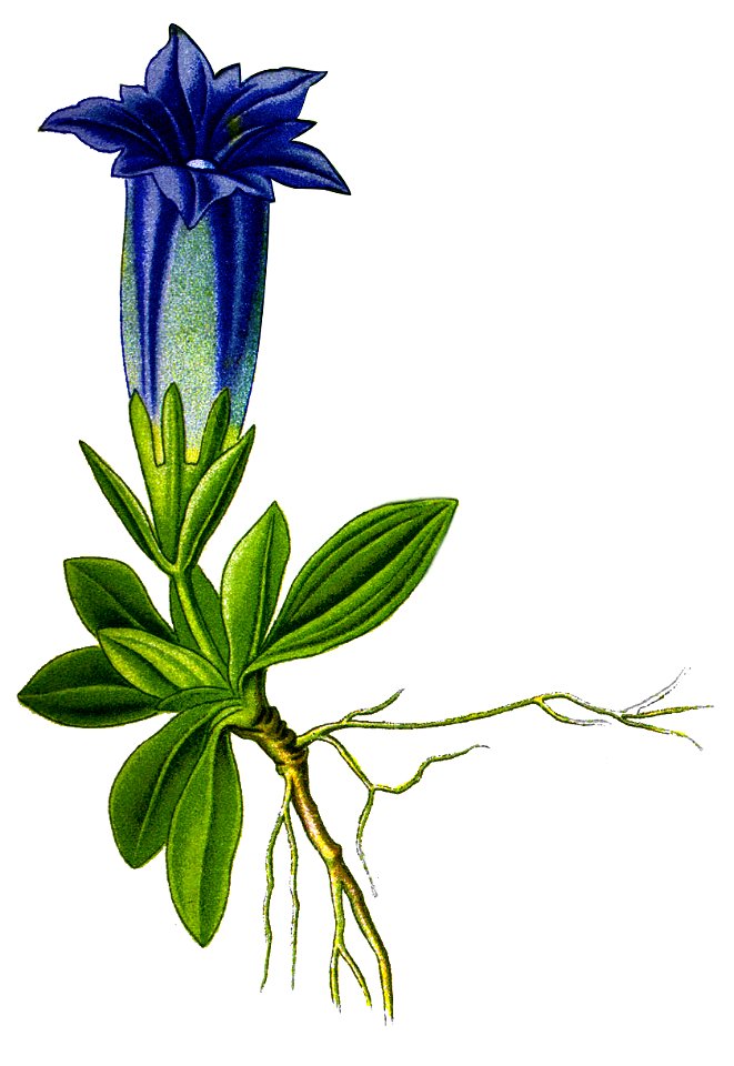 Illustration Gentiana acaulis