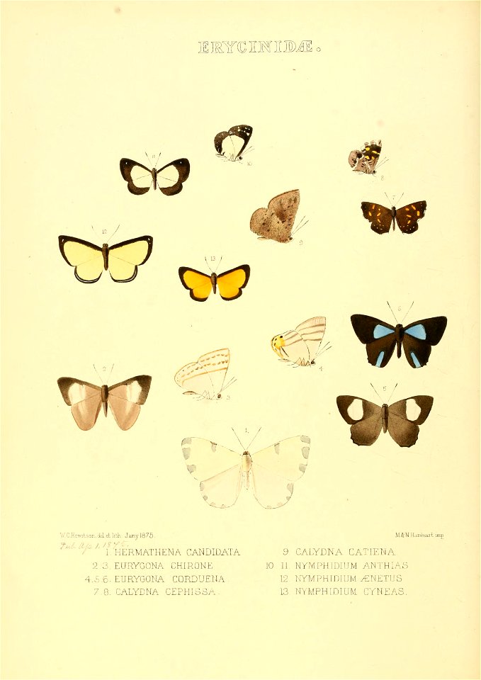 Illustrations of new species of exotic butterflies Hermathena &c