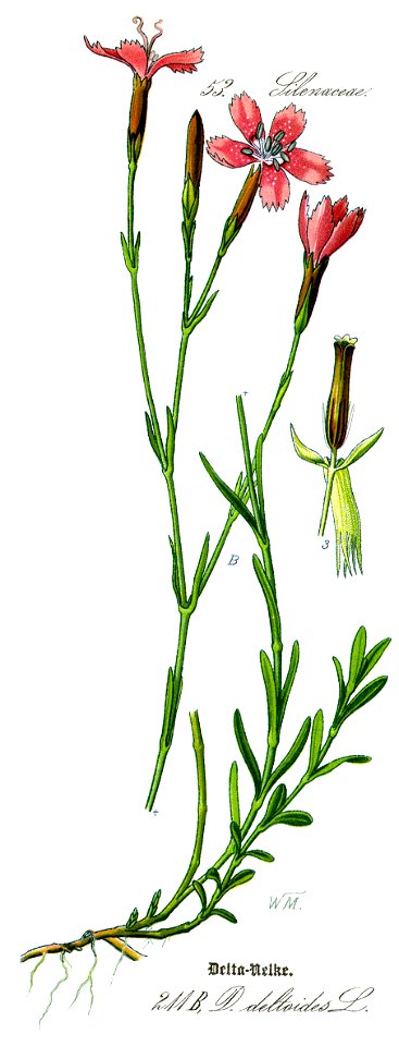 Illustration Dianthus deltoides clean-reconstucted