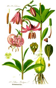 Illustration Lilium martagon0 clean